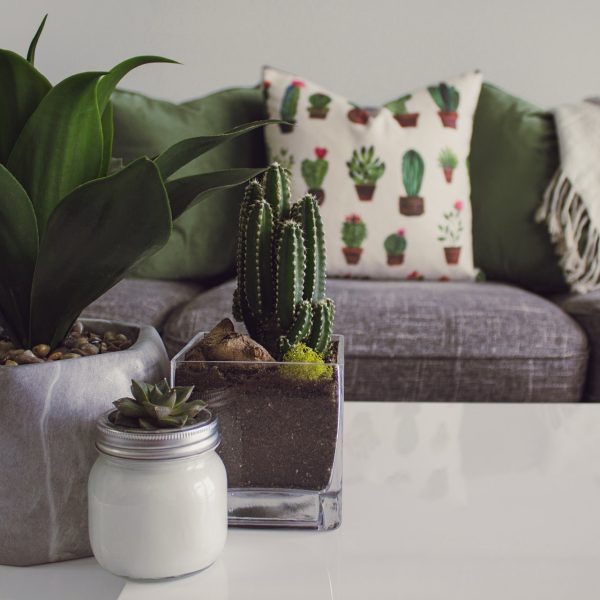 plantas decoración plantas